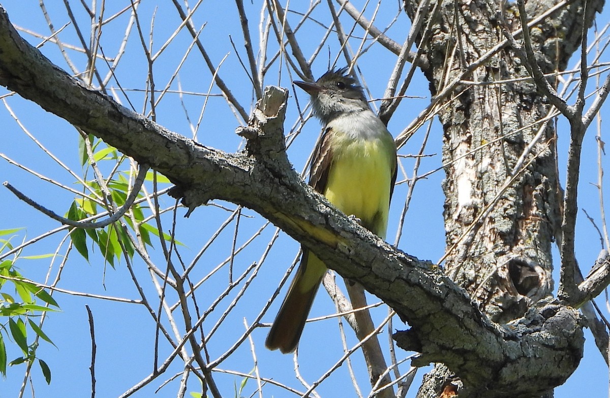 Great Crested Flycatcher - ML577693931