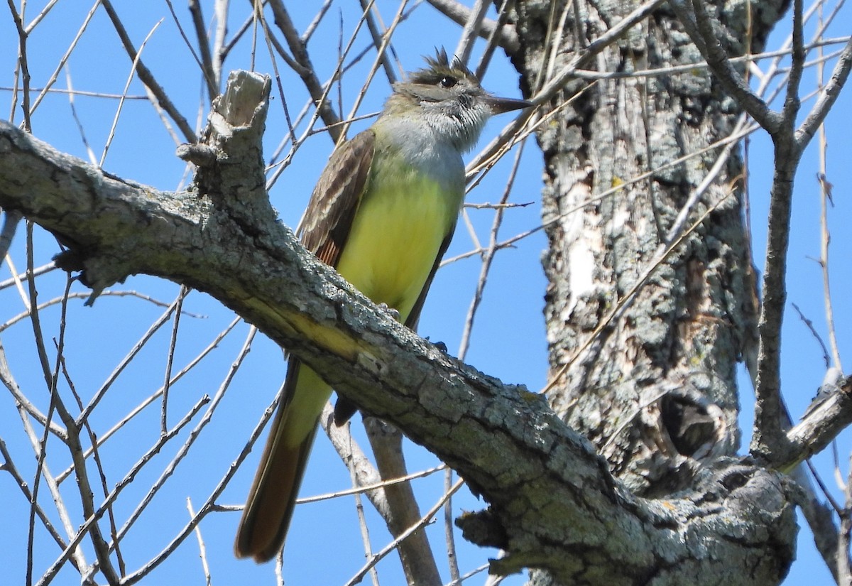 Great Crested Flycatcher - ML577693951