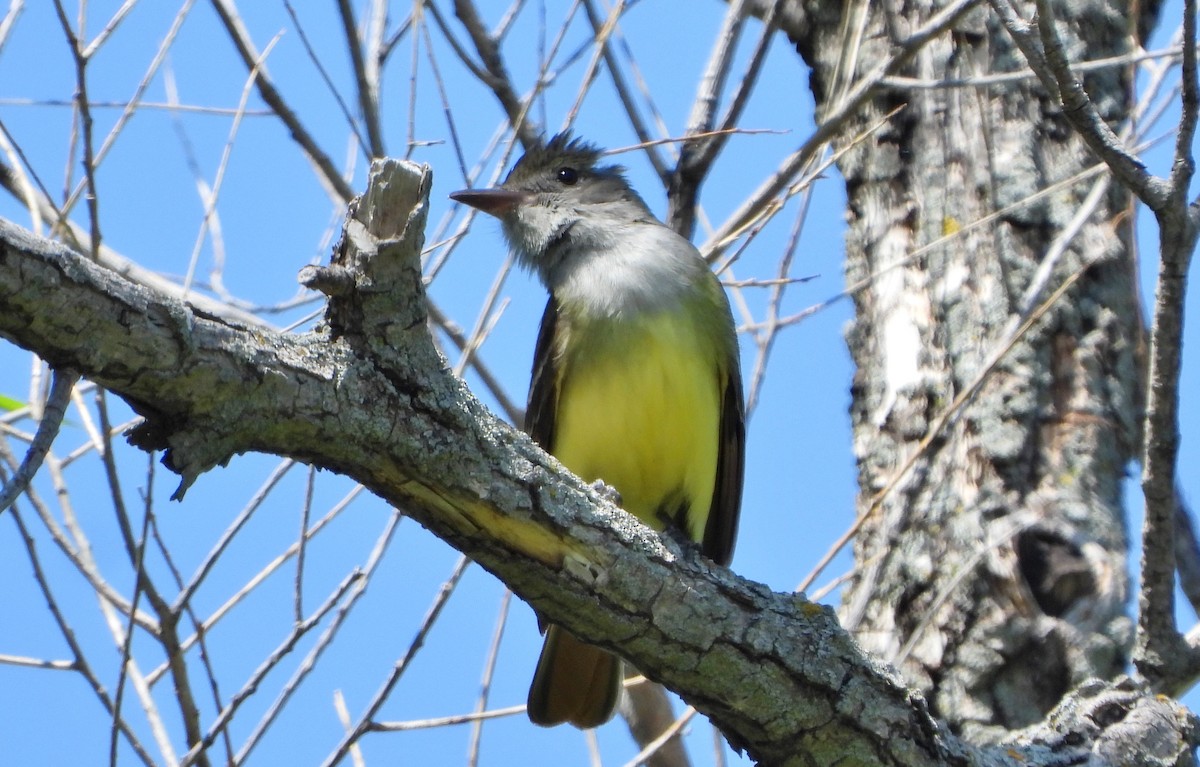 Great Crested Flycatcher - ML577694171