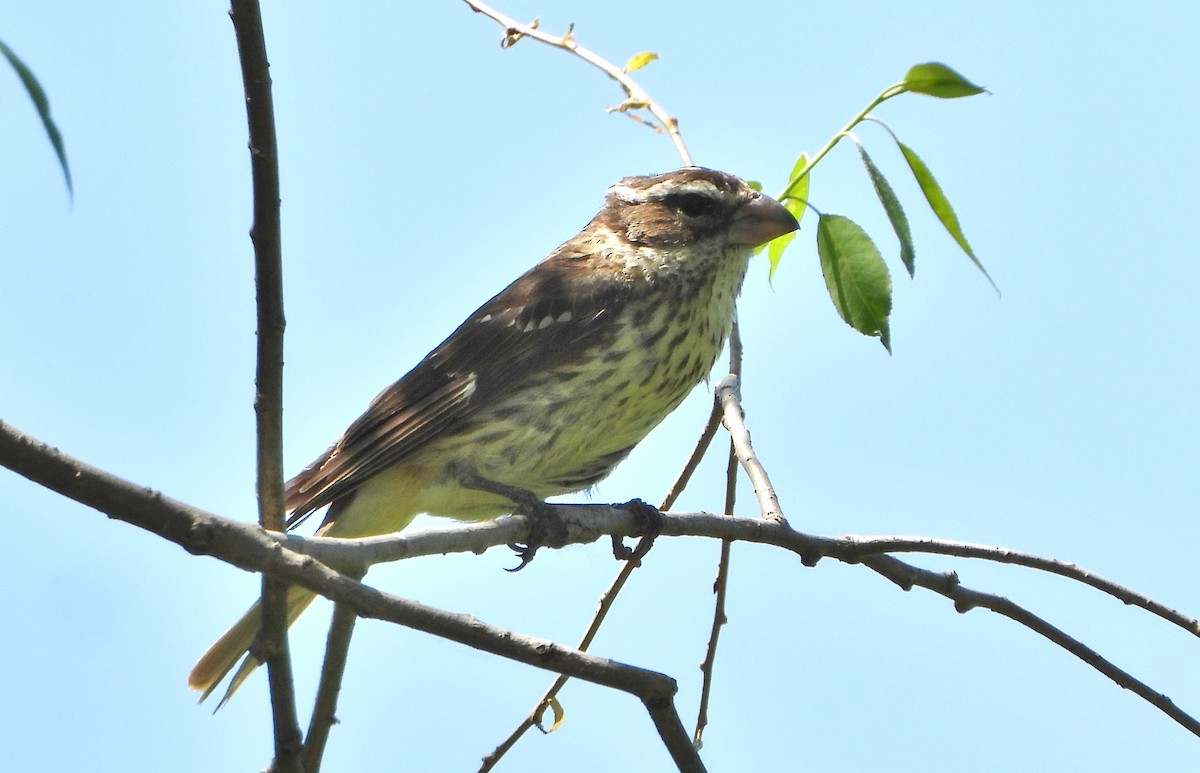 Rose-breasted Grosbeak - Bonnie Heinecke