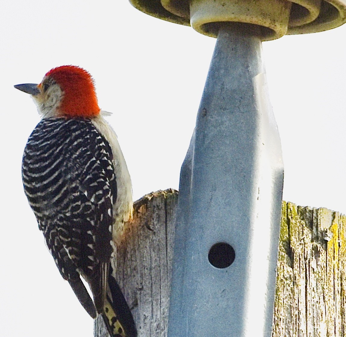 Red-bellied Woodpecker - Jason C. Martin