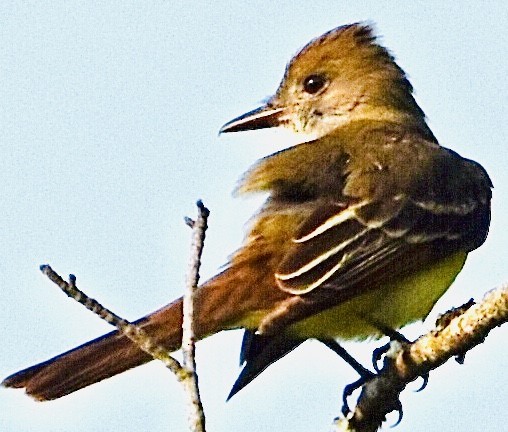 Great Crested Flycatcher - Jason C. Martin