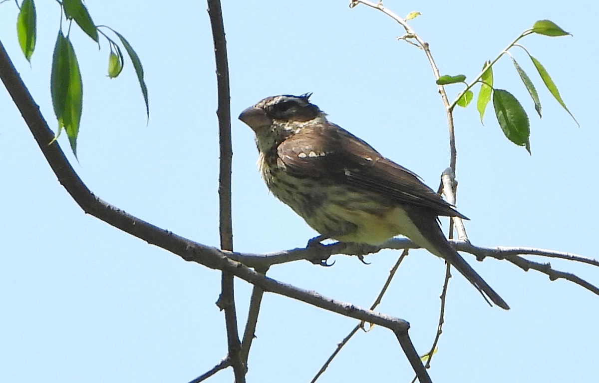 Rose-breasted Grosbeak - Bonnie Heinecke