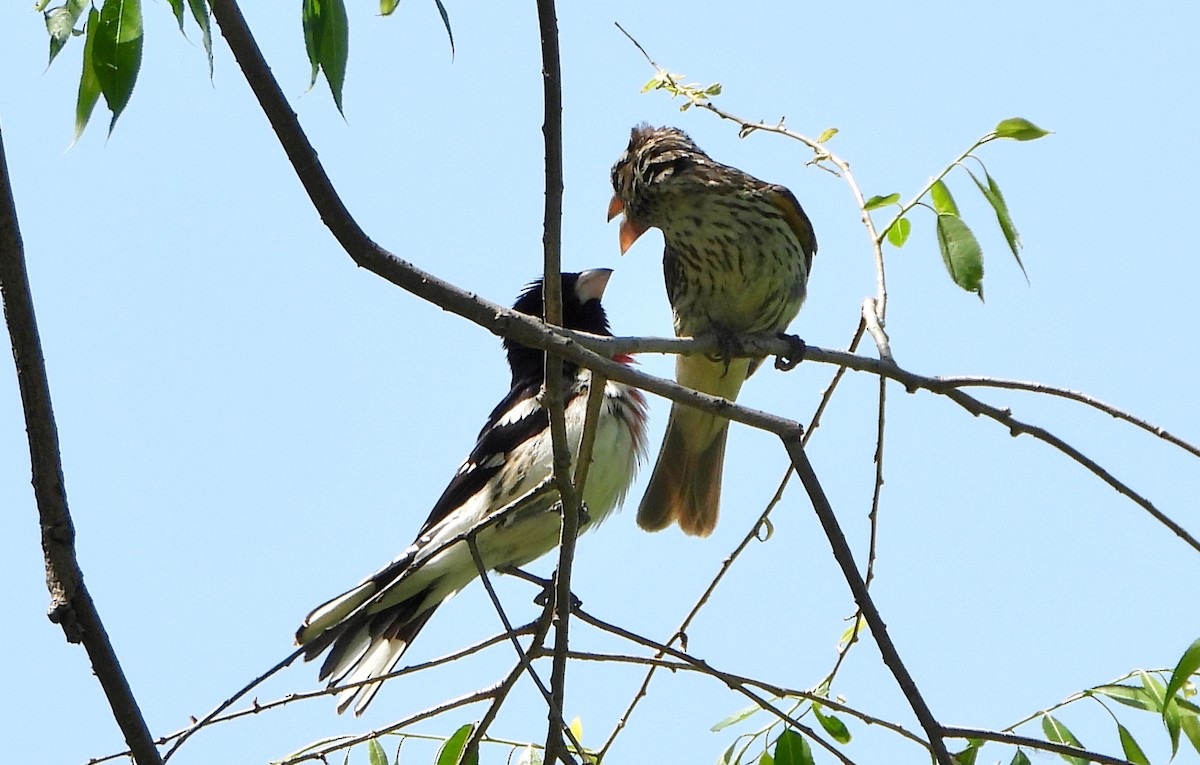 Rose-breasted Grosbeak - ML577694671