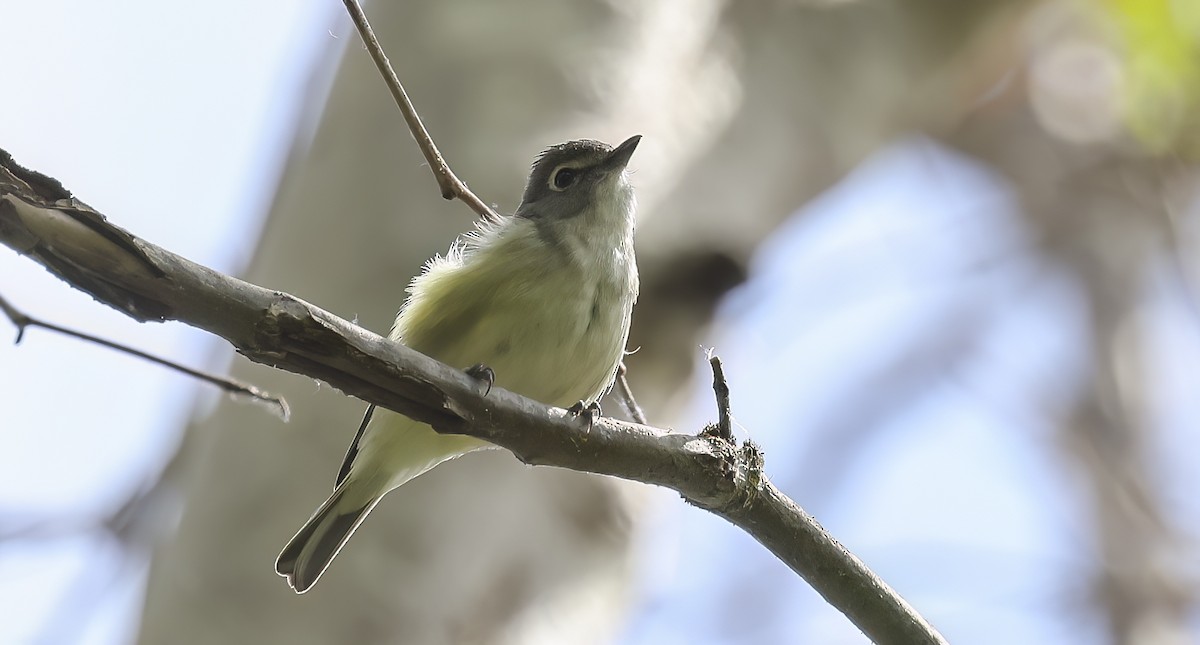 Cassin's Vireo - ML577694741