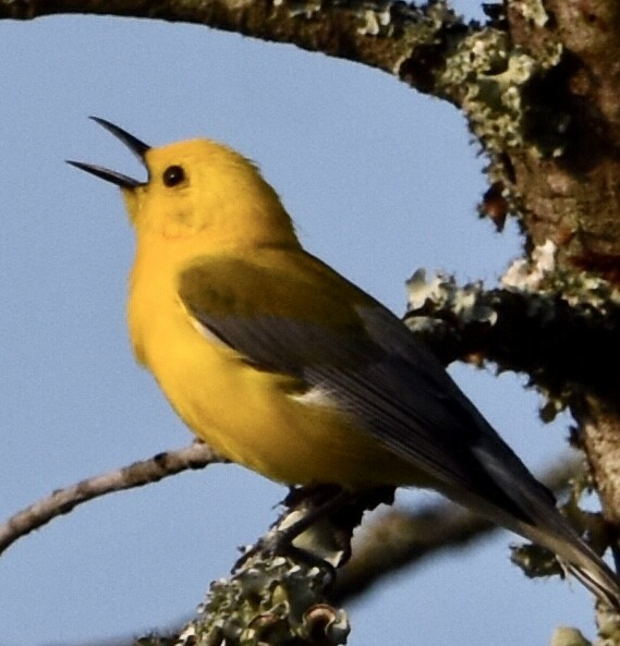 Prothonotary Warbler - Jason C. Martin