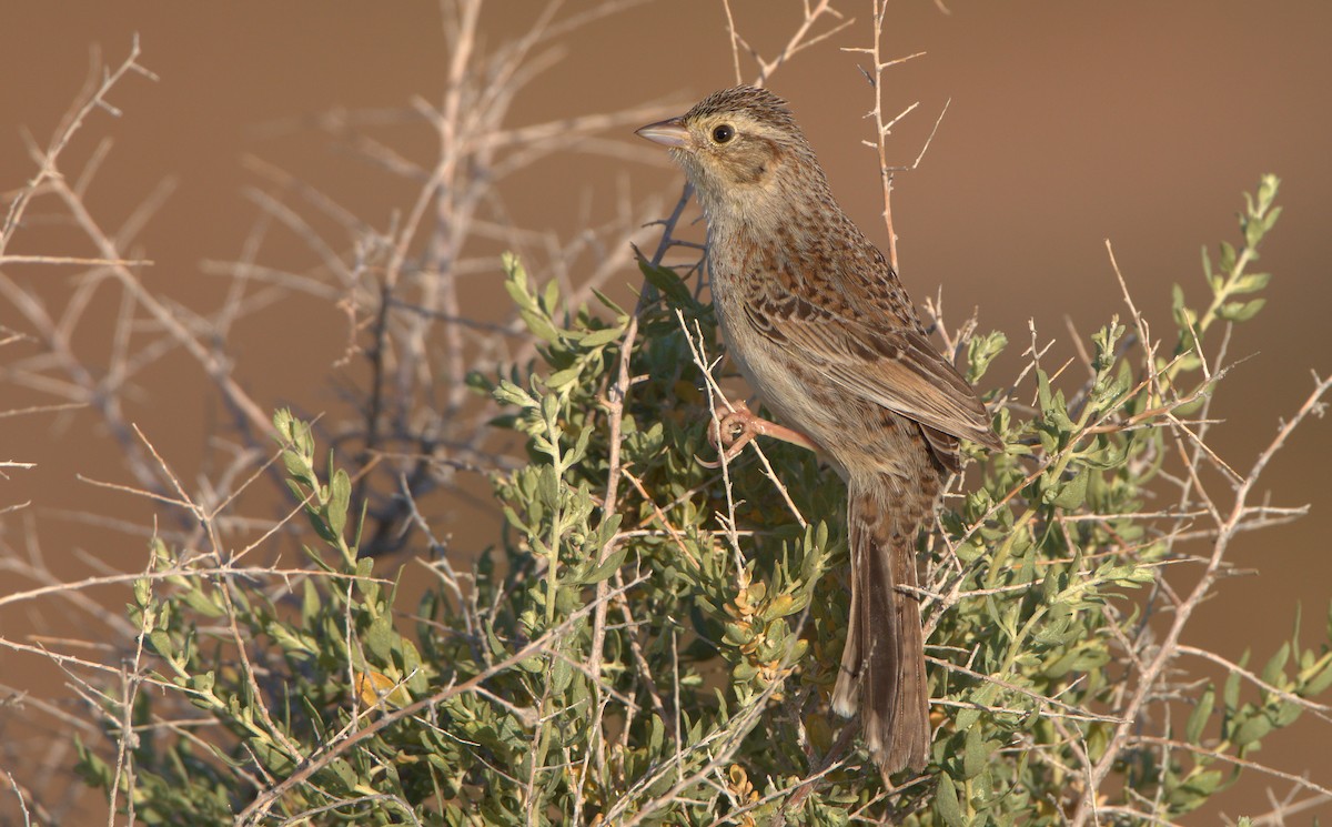 Cassin's Sparrow - Curtis Marantz