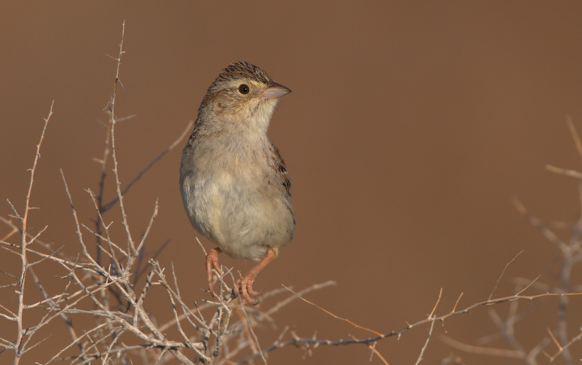 Cassin's Sparrow - Curtis Marantz