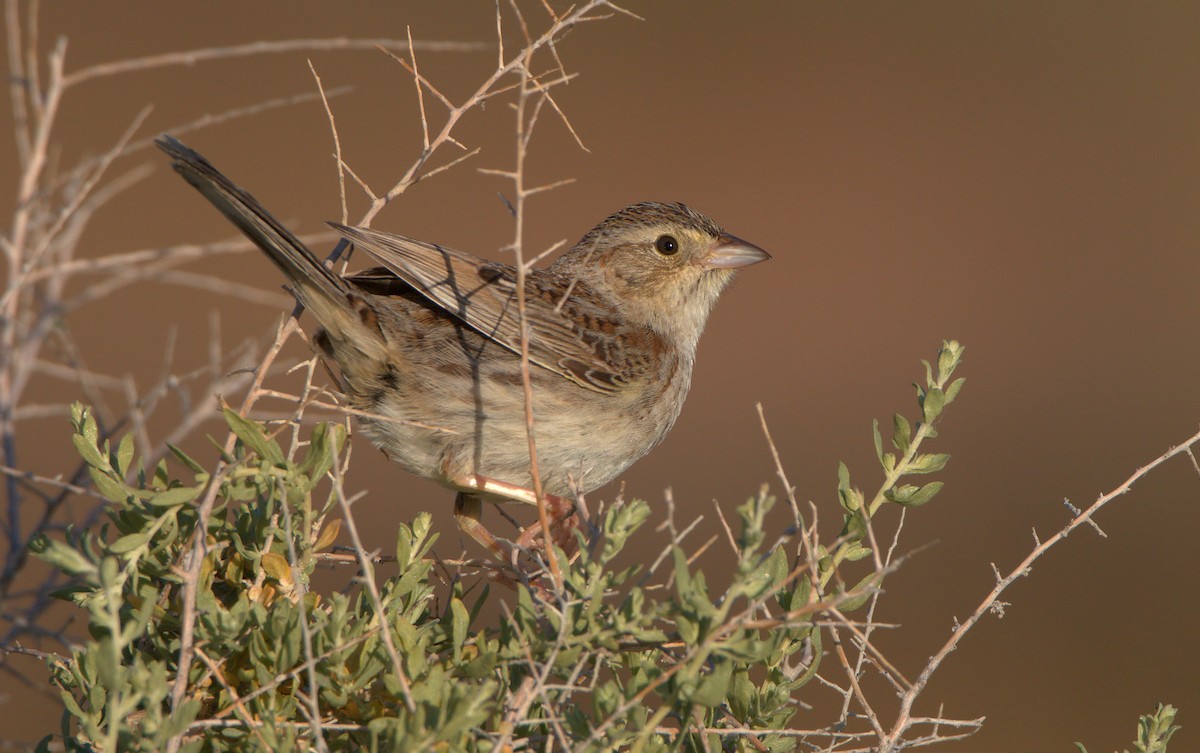 Cassin's Sparrow - Curtis Marantz