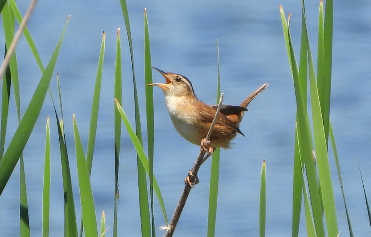 Marsh Wren - Bonnie Heinecke