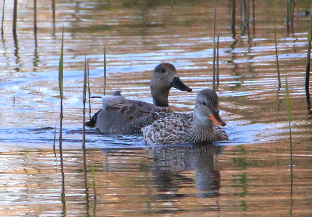 Gadwall - ML577696541