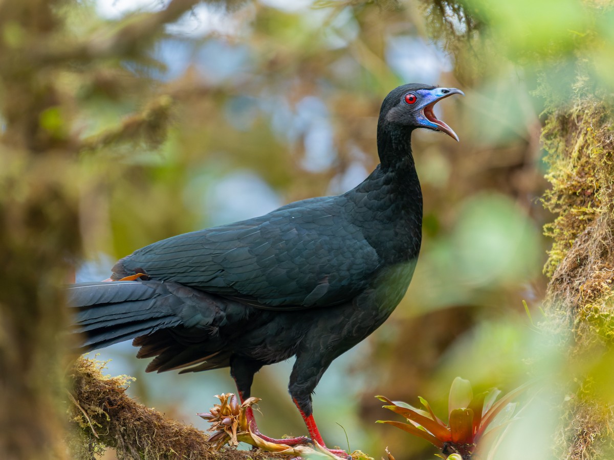 Black Guan - ML577696901