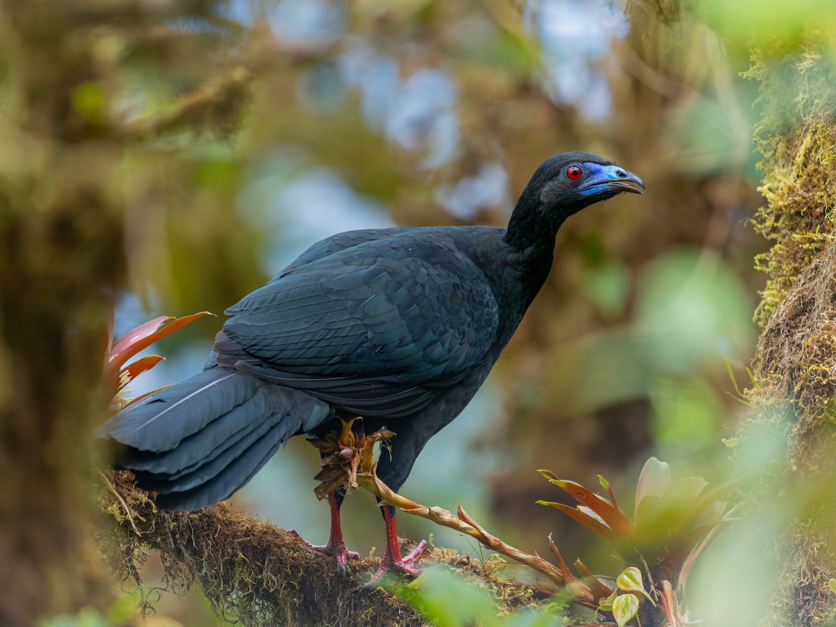 Black Guan - ML577696931