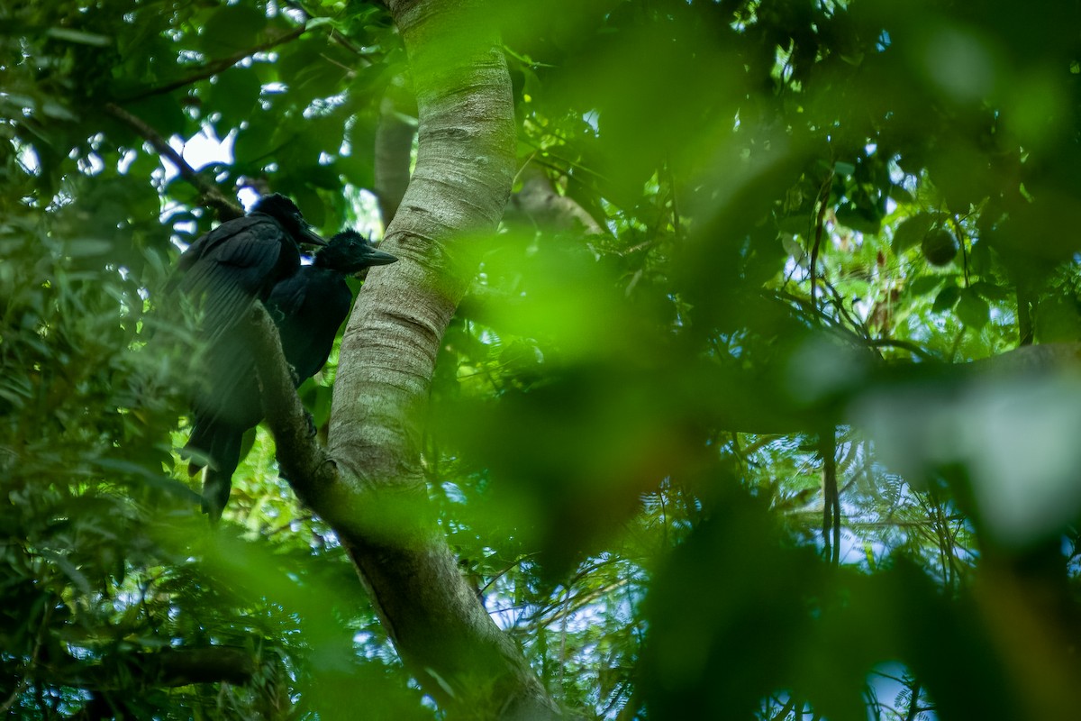 New Caledonian Crow - ML577697621