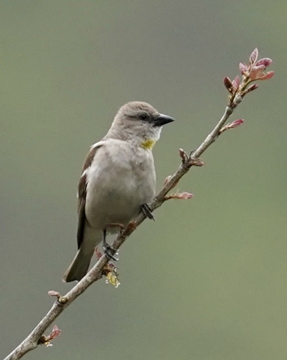Yellow-throated Sparrow - Daniel Winzeler