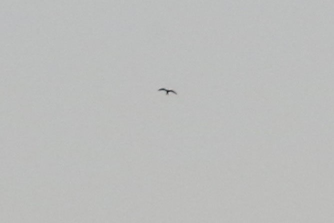 Common Nighthawk - ML577698471