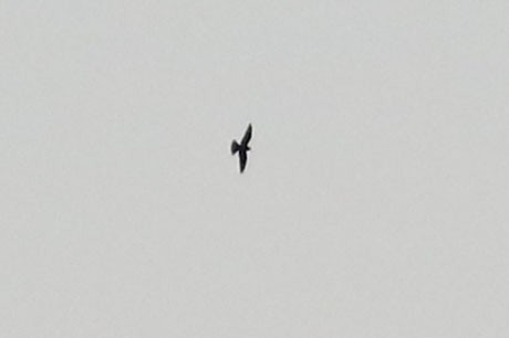 Common Nighthawk - ML577698481