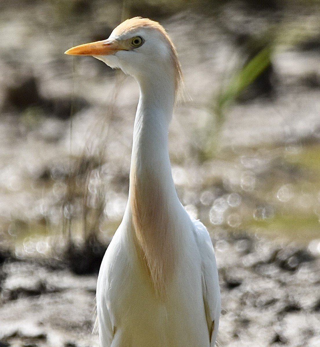 Чапля єгипетська (підвид ibis) - ML577699711