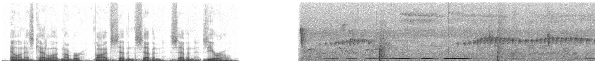 Caribbean Dove - ML57770