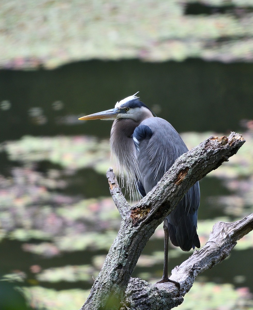 Great Blue Heron - ML577700081