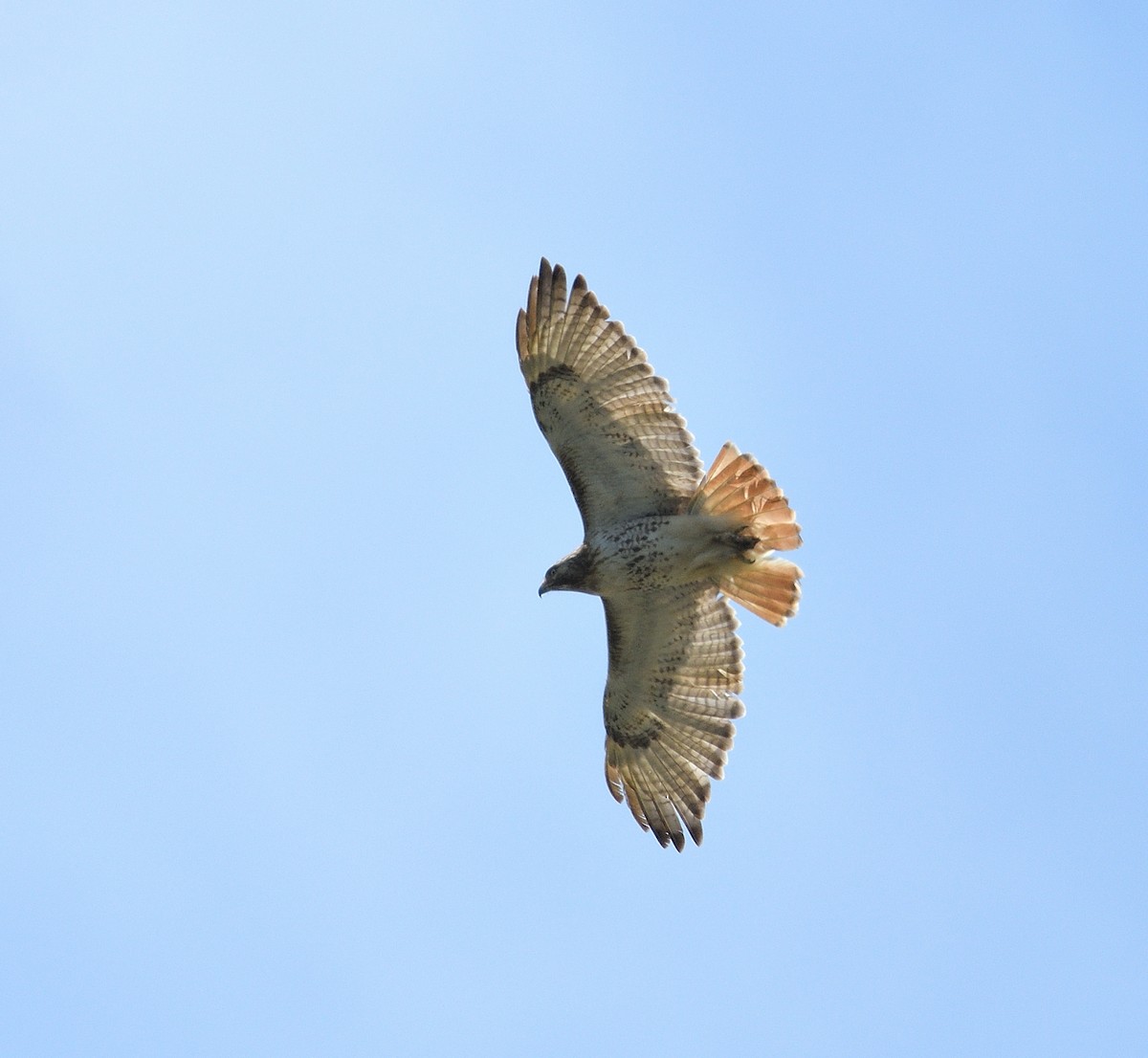 Red-tailed Hawk - ML577700091