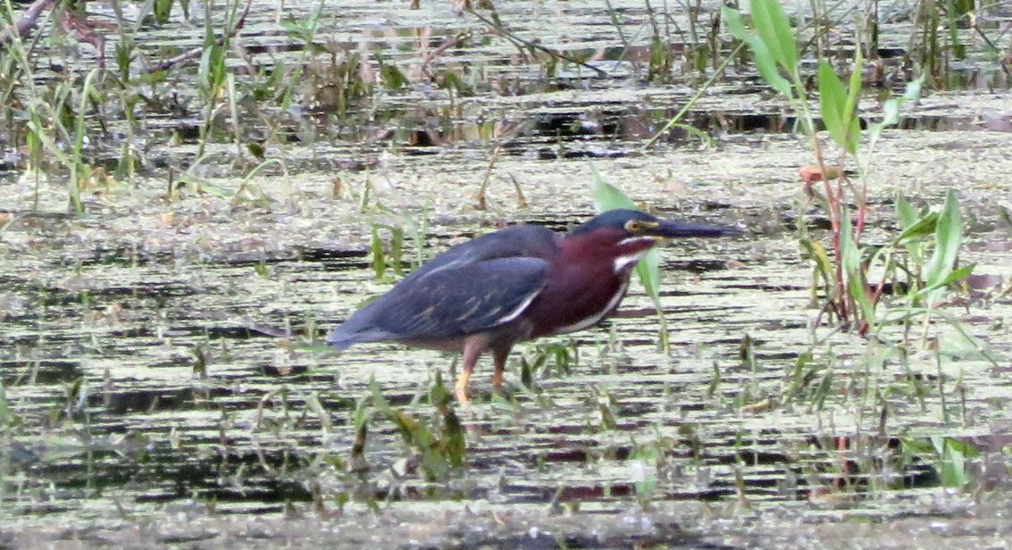 Green Heron - ML577700791