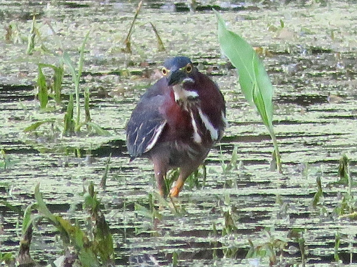 Green Heron - ML577700961