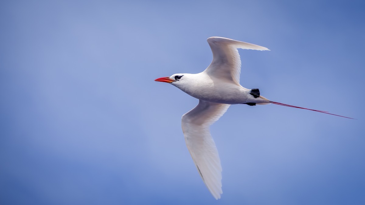 Red-tailed Tropicbird - Alex Searle