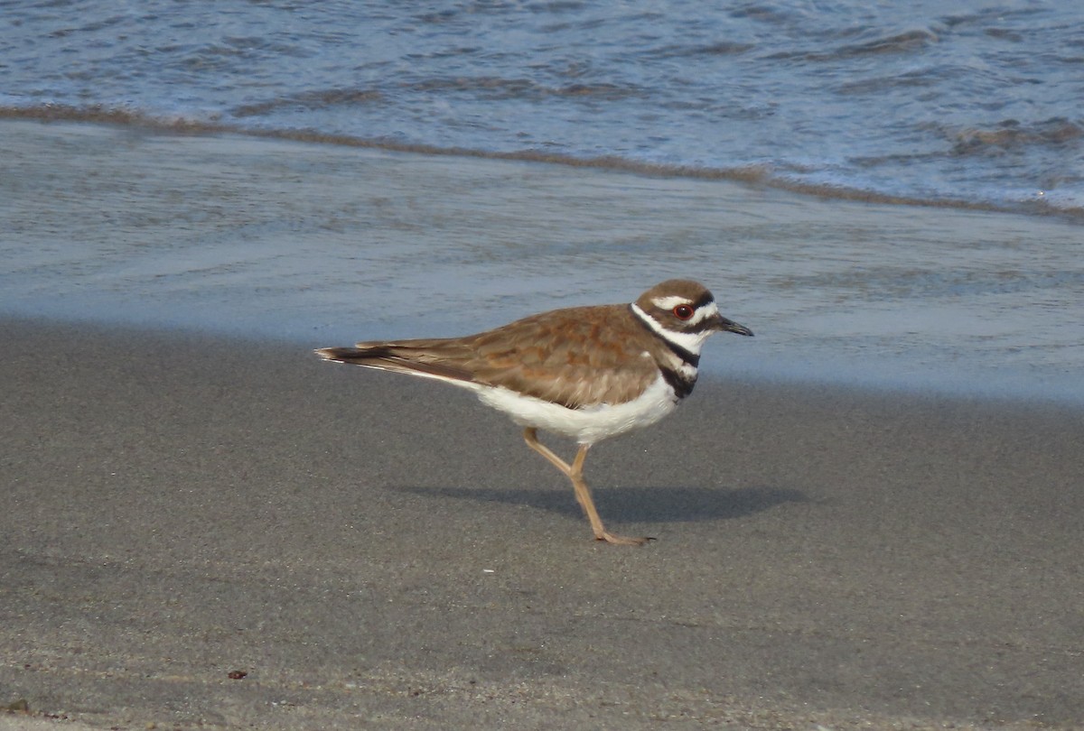 Killdeer - ML577703411