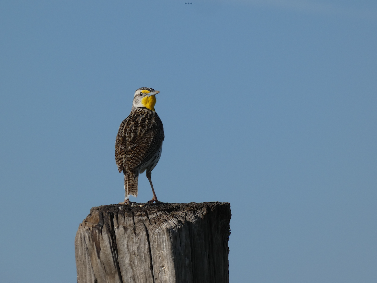 Western Meadowlark - ML577704551