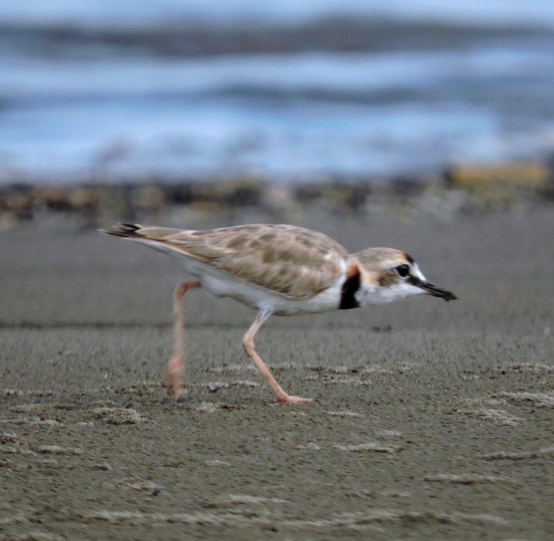 Collared Plover - ML577704661