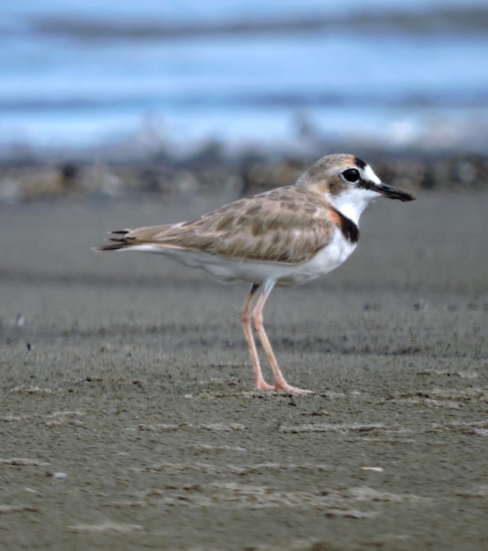 Collared Plover - ML577704671