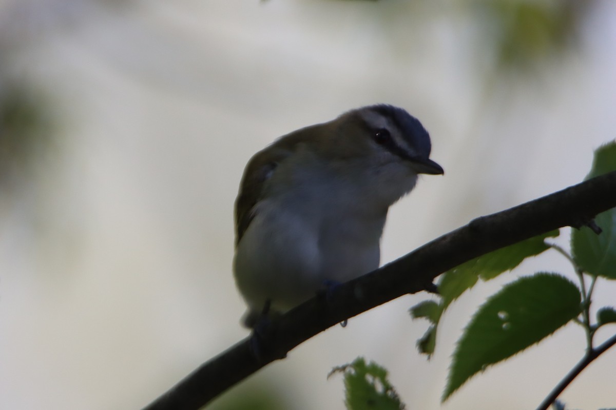 Red-eyed Vireo - ML577705271