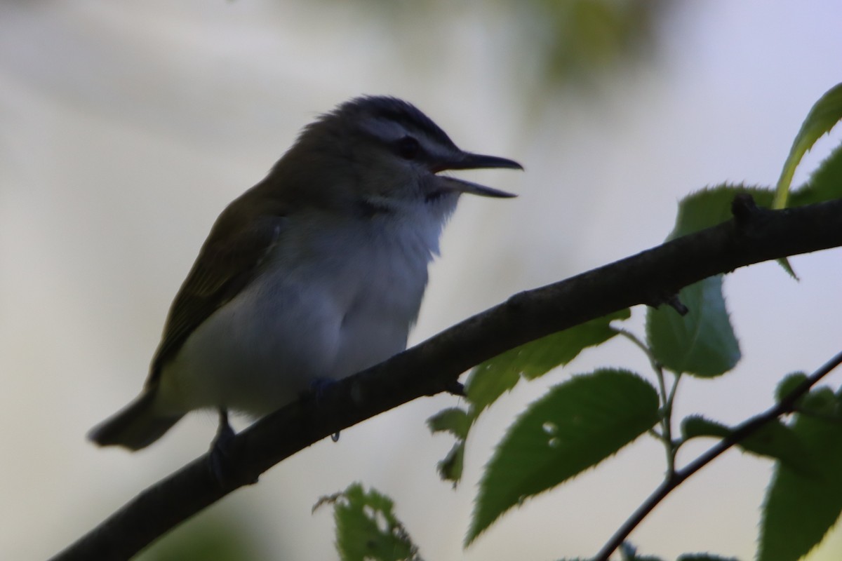 Vireo Ojirrojo - ML577705291