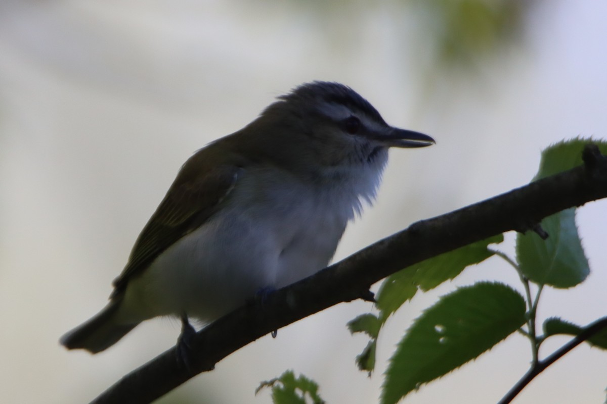 Red-eyed Vireo - ML577705341