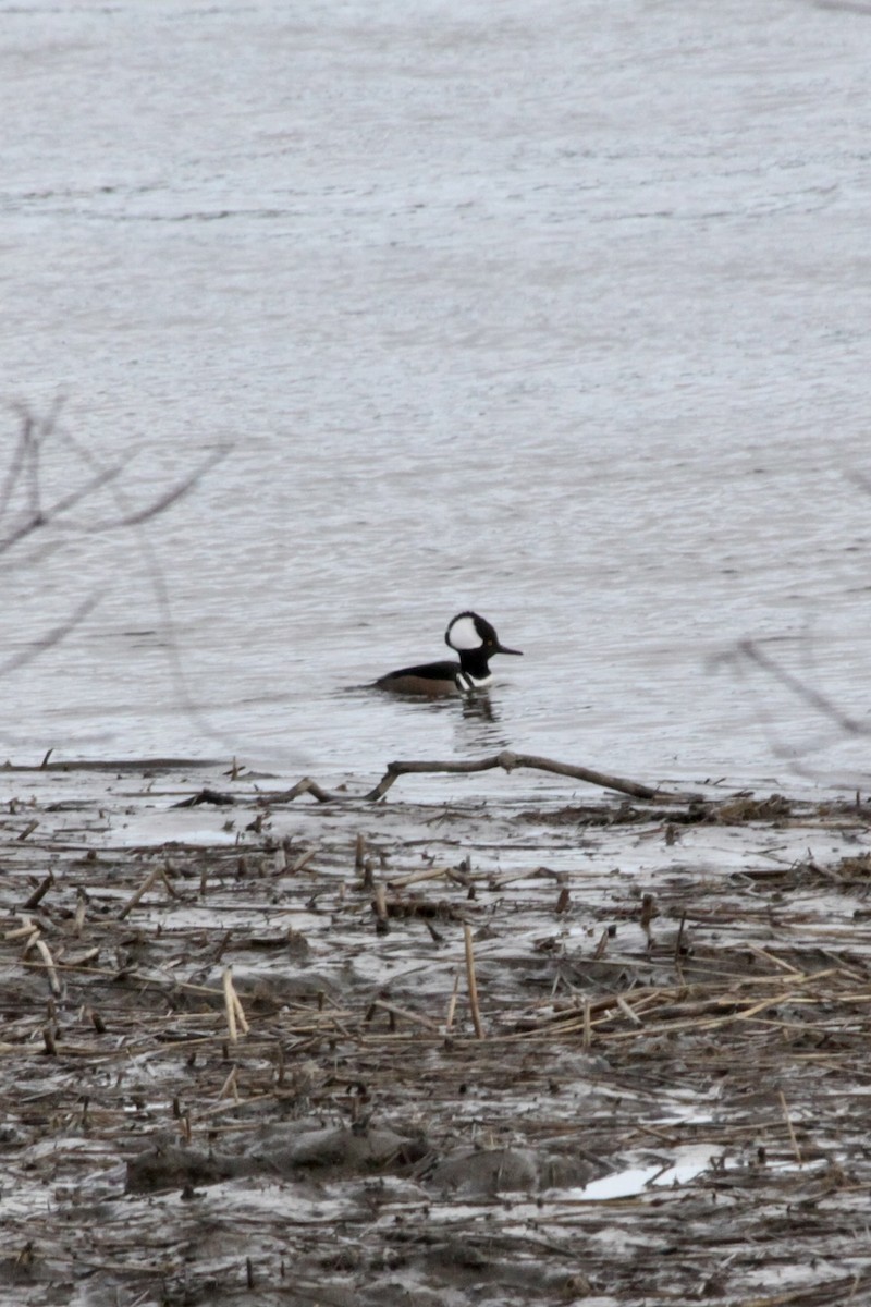 Hooded Merganser - ML577705731