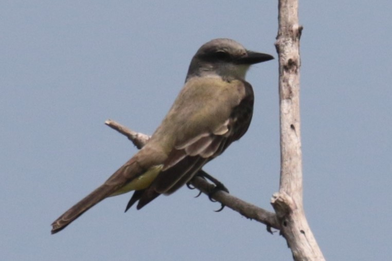 Tropical Kingbird - ML577705861