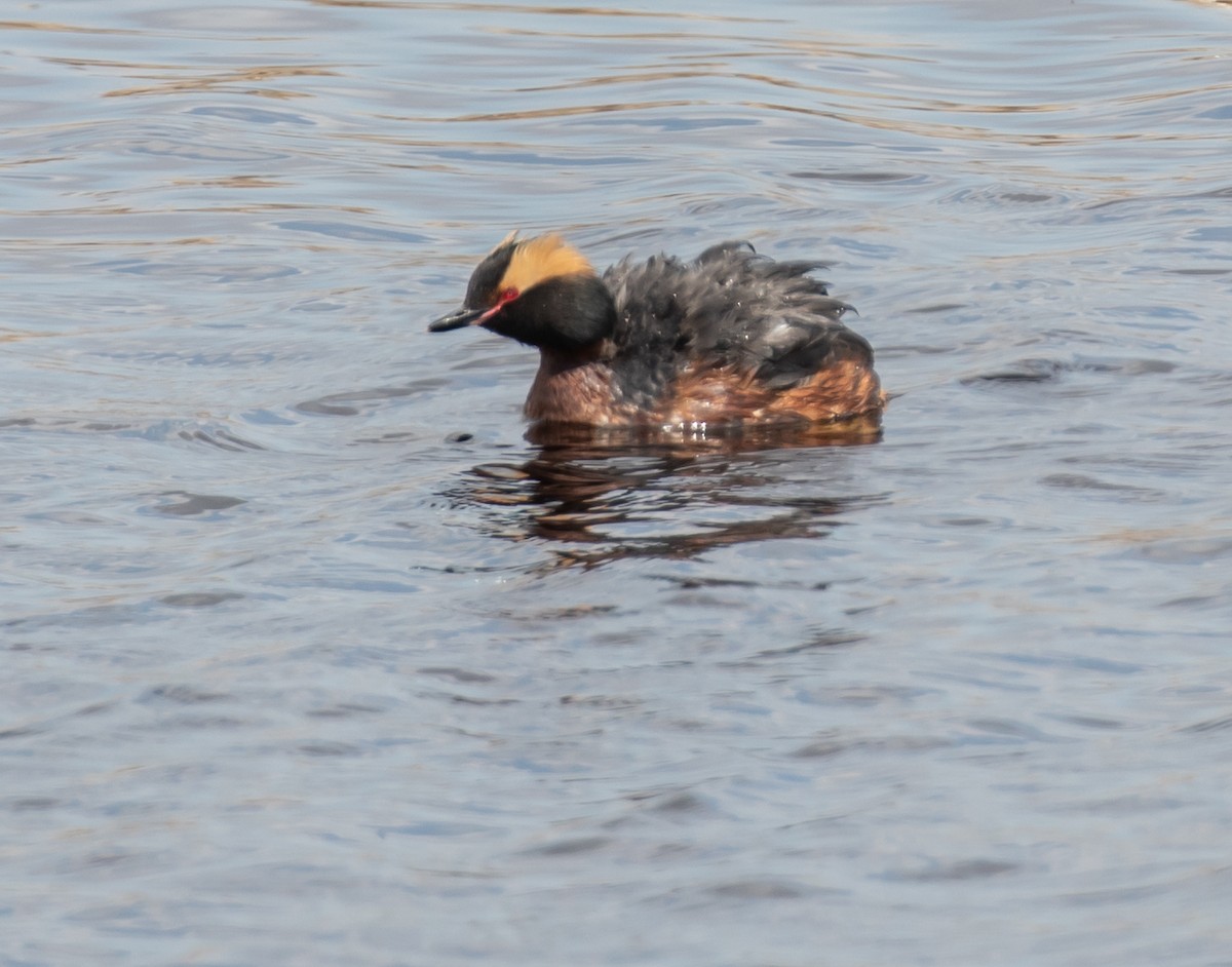 Horned Grebe - ML577706601