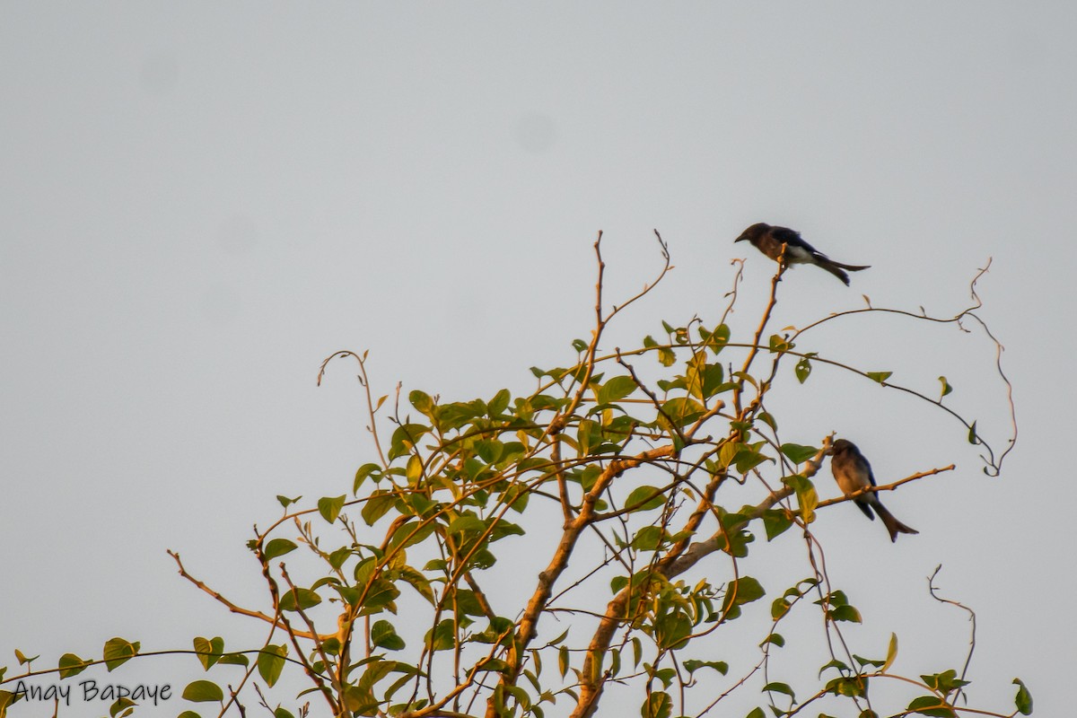 Drongo à ventre blanc - ML577709141