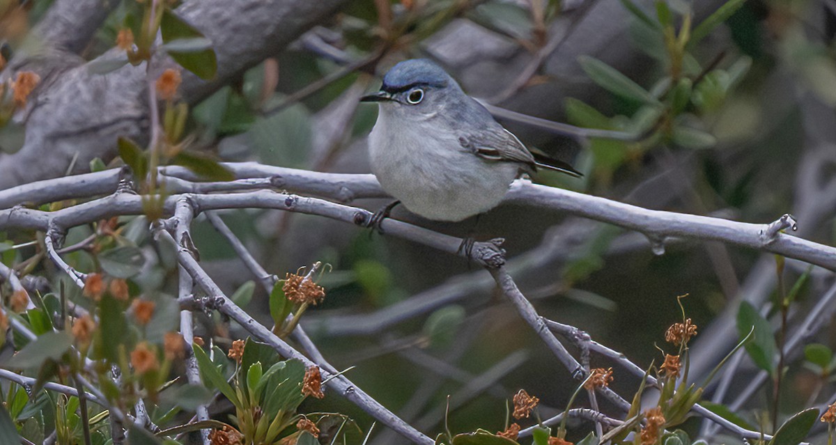 Blue-gray Gnatcatcher - ML577709261