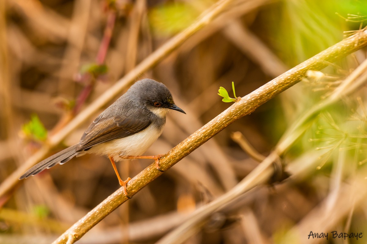 Prinia de Hodgson - ML577709331