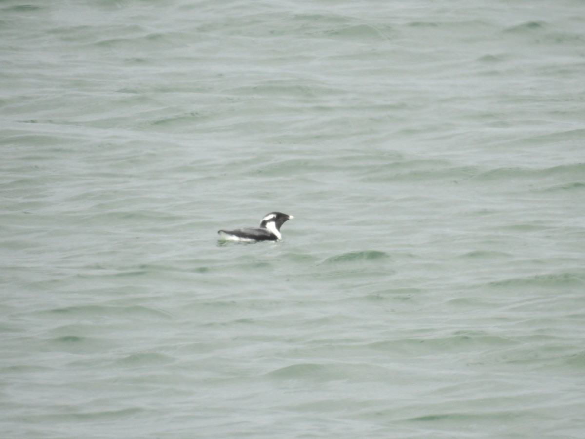 Ancient Murrelet - ML577709371