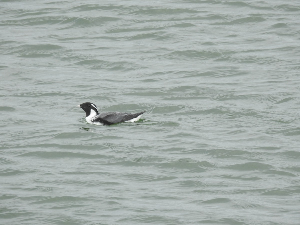 Ancient Murrelet - ML577709391