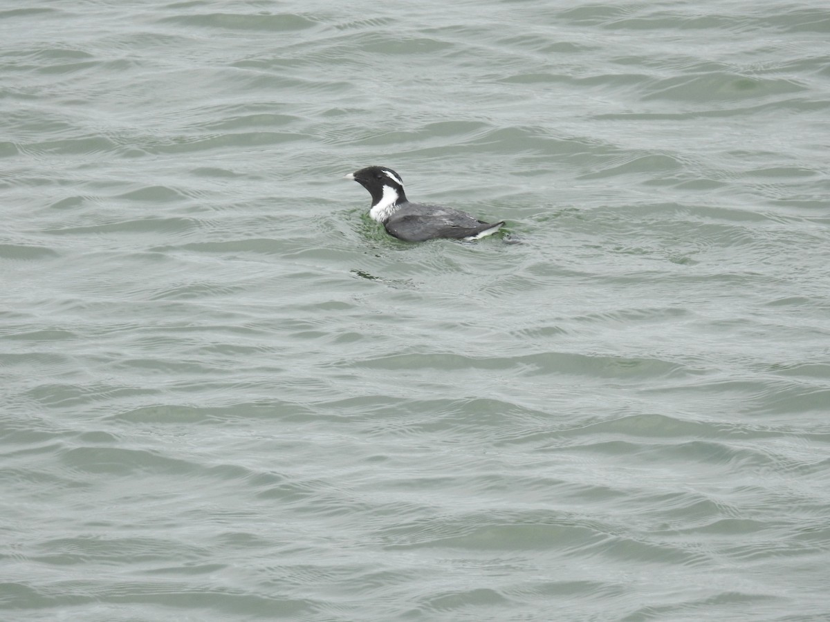 Ancient Murrelet - ML577709411