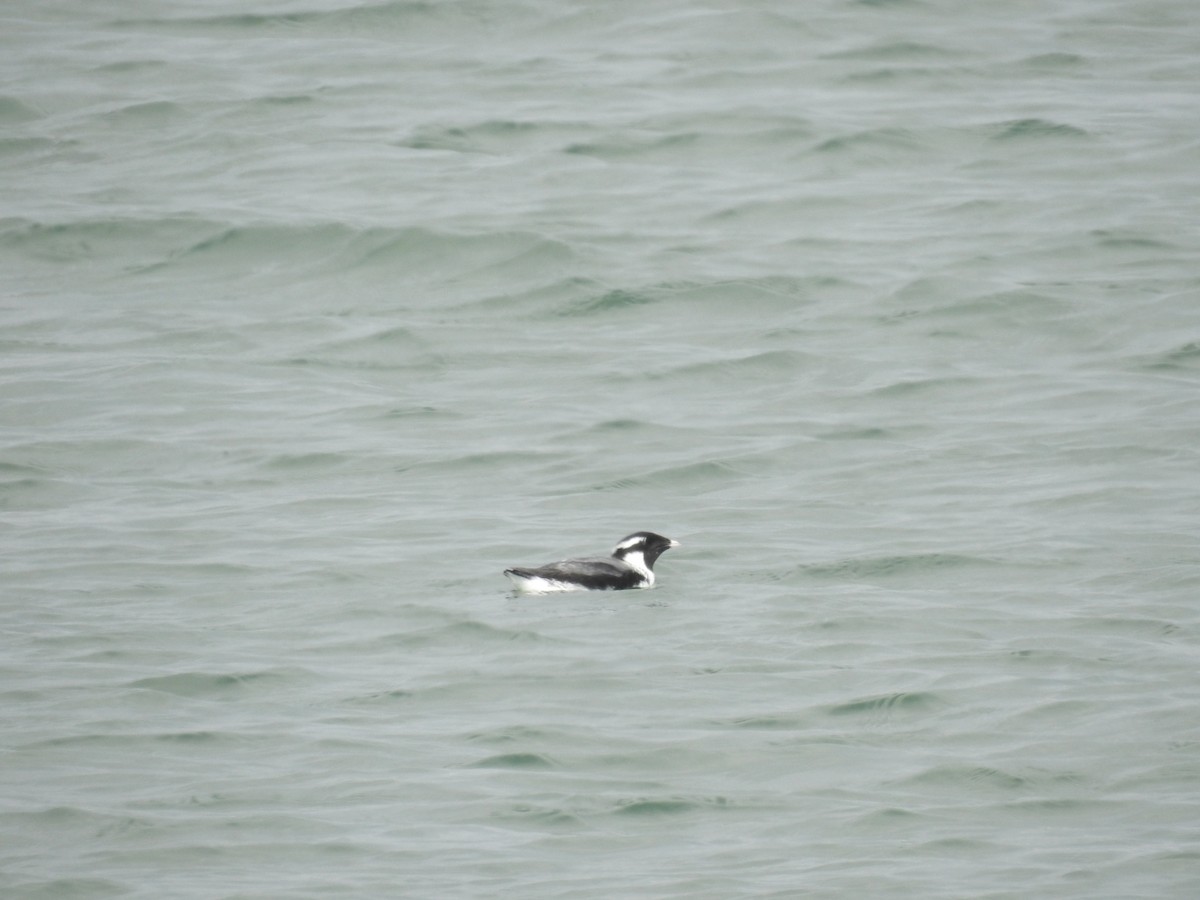 Ancient Murrelet - ML577709421