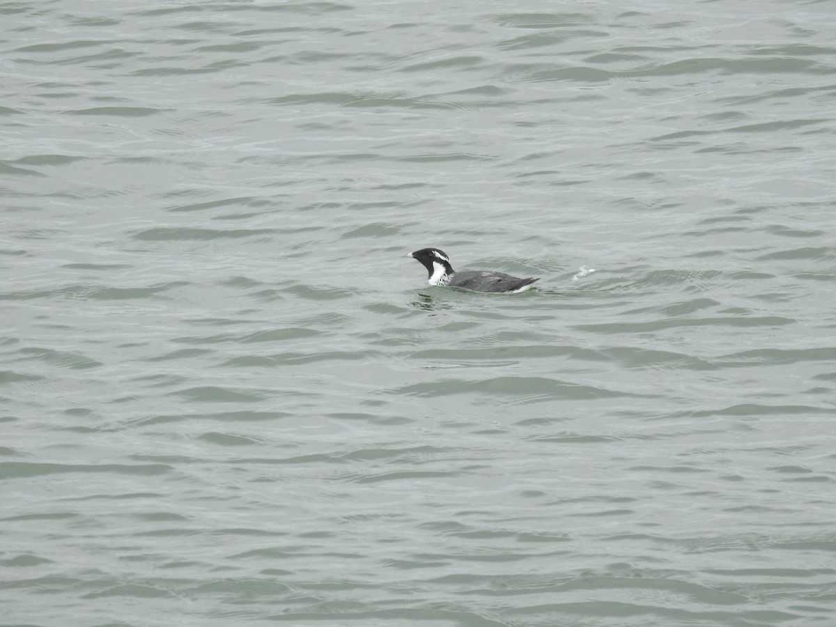 Ancient Murrelet - ML577709431