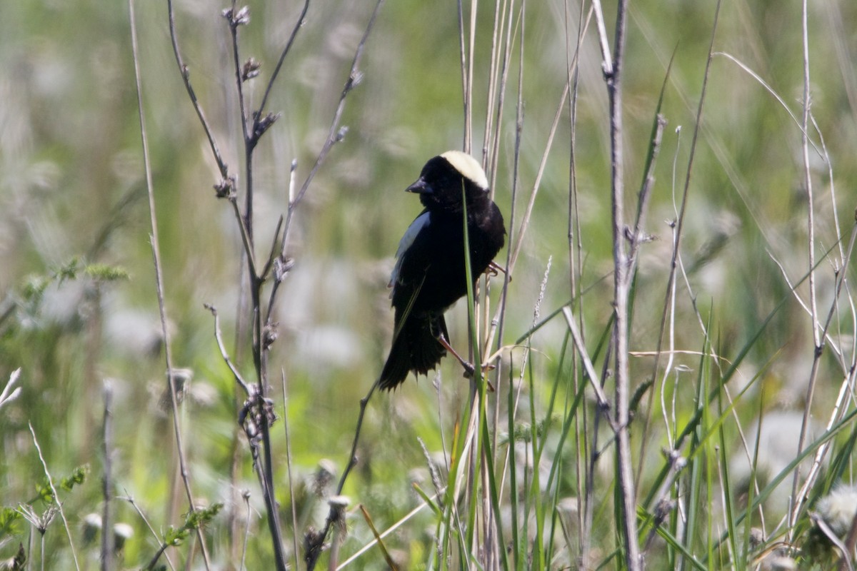 Bobolink - Dimitris Salas