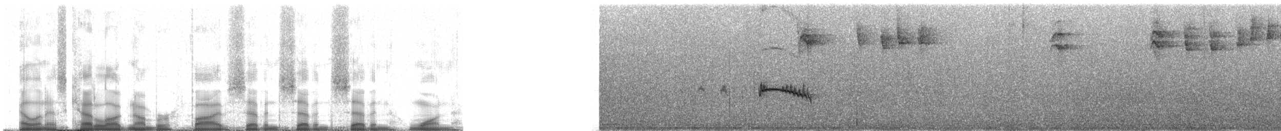 Caribbean Elaenia (Chinchorro) - ML57771