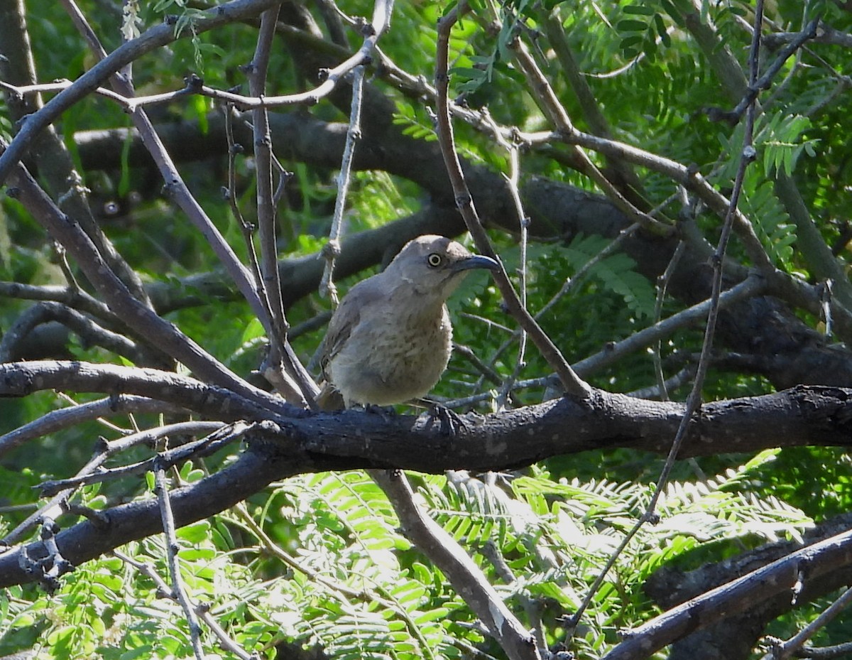 Curve-billed Thrasher - Mary Tannehill