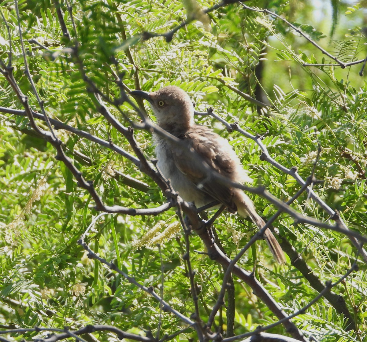 Curve-billed Thrasher - ML577710051